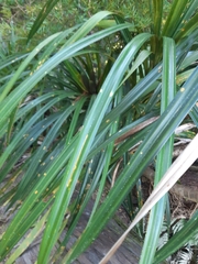 Freycinetia banksii