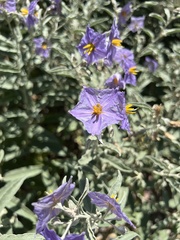 Solanum elaeagnifolium