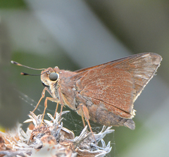Asbolis capucinus