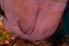 Hexabranchus