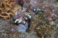 Glossodoris