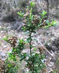 Pomaderris obcordata