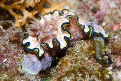 Glossodoris