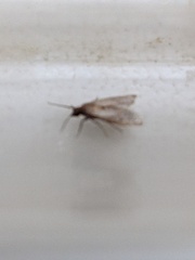 Tineola bisselliella