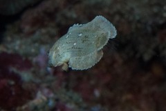 Anampses caeruleopunctatus