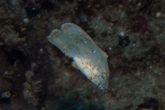 Anampses caeruleopunctatus