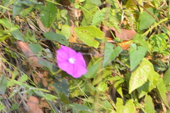 Ipomoea dumosa
