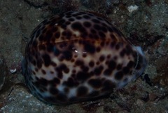 Cypraea tigris