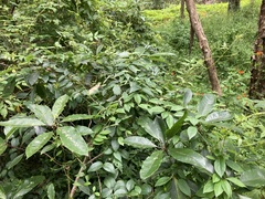 Vincetoxicum barbatum