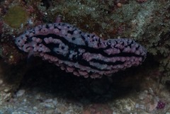 Phyllidiopsis gemmata