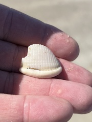 Semicassis granulata