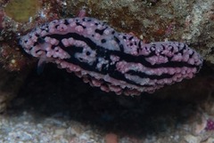 Phyllidiopsis gemmata