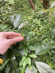 Vincetoxicum barbatum