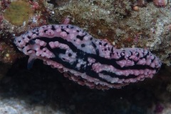 Phyllidiopsis gemmata
