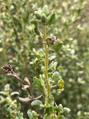 Aceria baccharipha