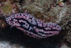 Phyllidiopsis gemmata