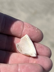 Semicassis granulata