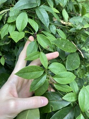 Vincetoxicum barbatum