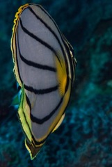 Chaetodon meyeri