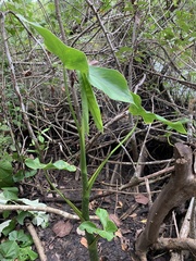Montrichardia arborescens