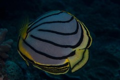 Chaetodon meyeri