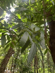 Swietenia macrophylla