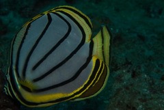 Chaetodon meyeri