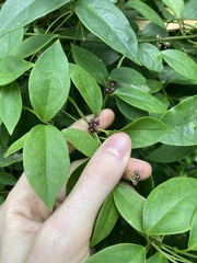 Vincetoxicum barbatum