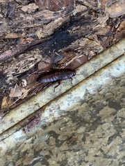 Eurycotis floridana