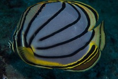 Chaetodon meyeri