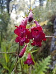Penstemon miniatus