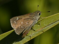 Hesperia attalus