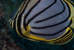 Chaetodon meyeri
