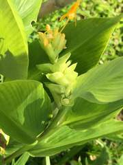 Globba marantina