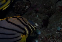 Chaetodon meyeri