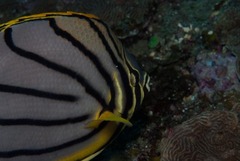 Chaetodon meyeri