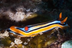 Chromodoris celinae