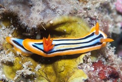 Chromodoris celinae
