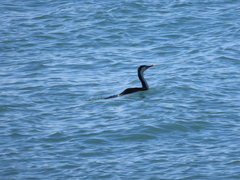 Phalacrocorax varius varius