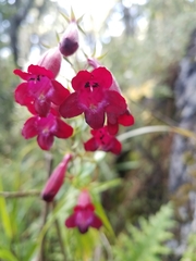 Penstemon miniatus