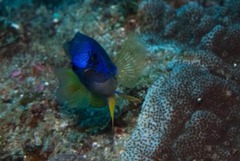 Pomacentrus caeruleus