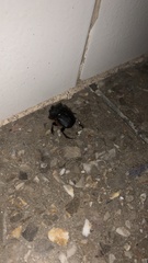 Dichotomius carolinus