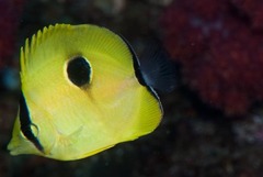 Chaetodon interruptus