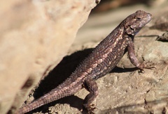 Sceloporus occidentalis occidentalis