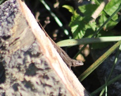 Sceloporus occidentalis occidentalis