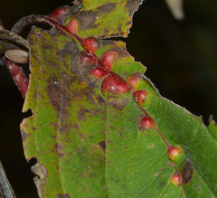Craneiobia tuba