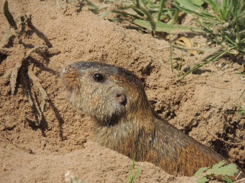 Berg's Tuco-tuco (Ctenomys bergi) — Endangered Mammalia