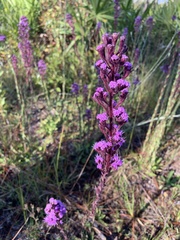 Carphephorus paniculatus