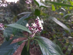 Chassalia curviflora