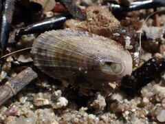 Macroschisma tasmaniae